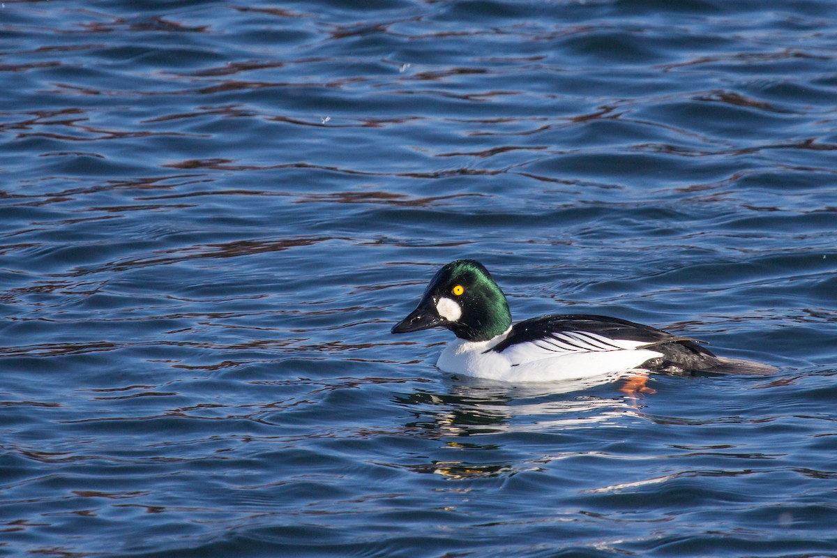 Common Goldeneye - Roger Kohn