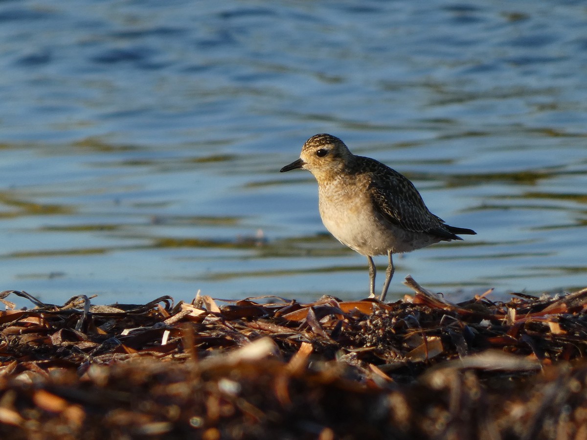 Pacific Golden-Plover - ML517702311