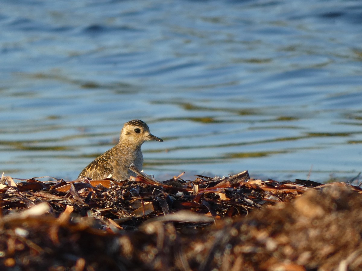 Pacific Golden-Plover - Eneko Azkue