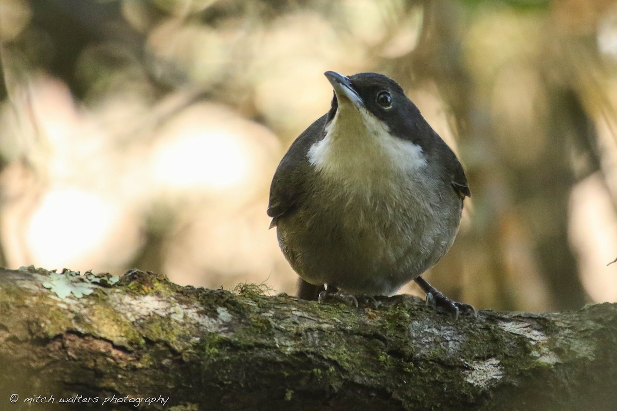 Western Chat-Tanager - Mitch Walters