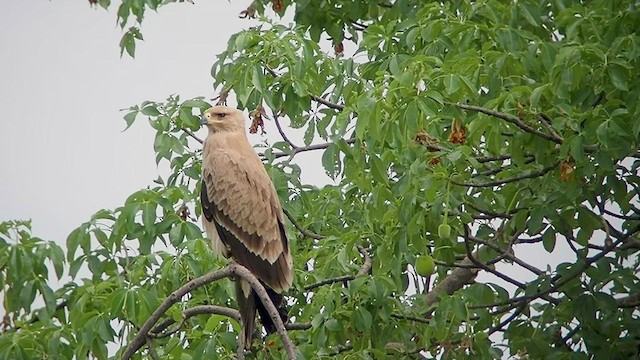 Tawny Eagle - ML517702951