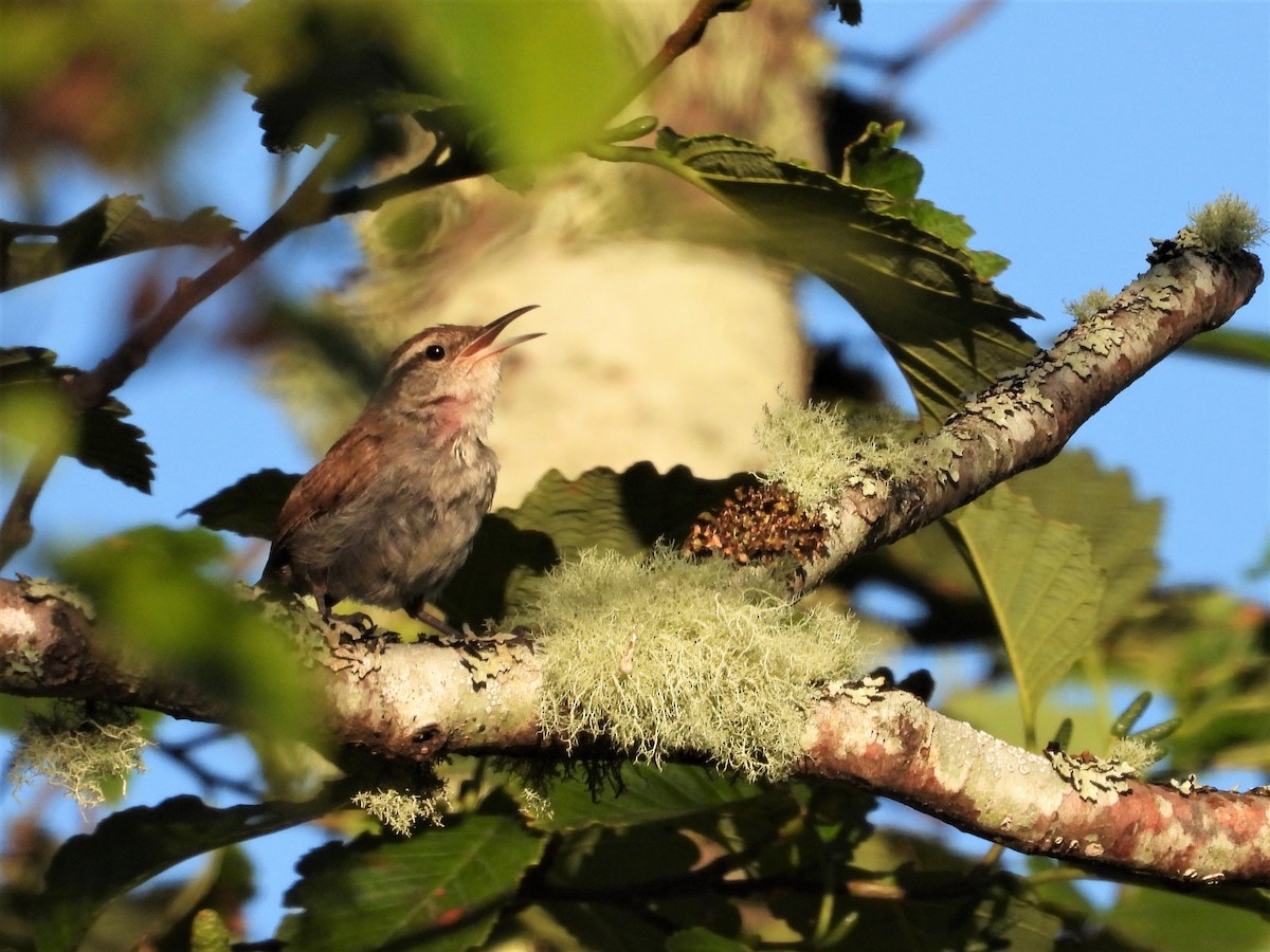 Bewick's Wren - ML517703501