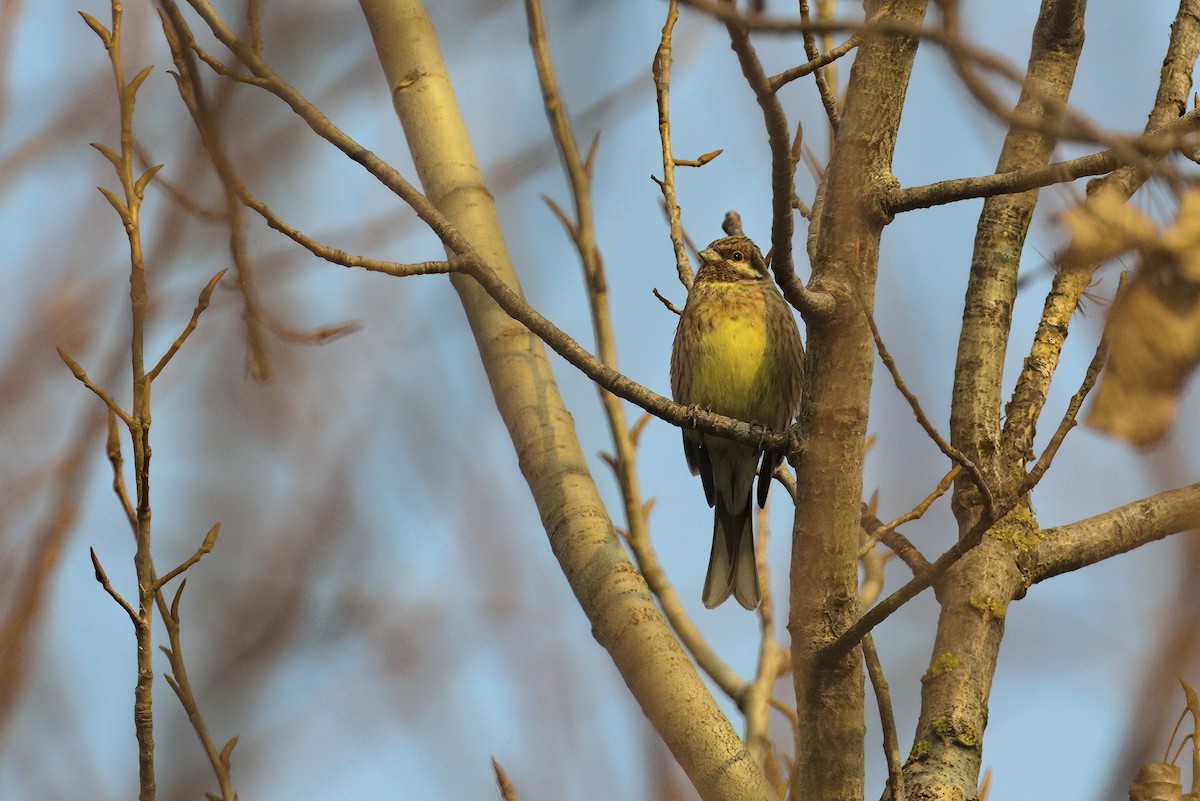 Yellowhammer x Pine Bunting (hybrid) - ML517703751