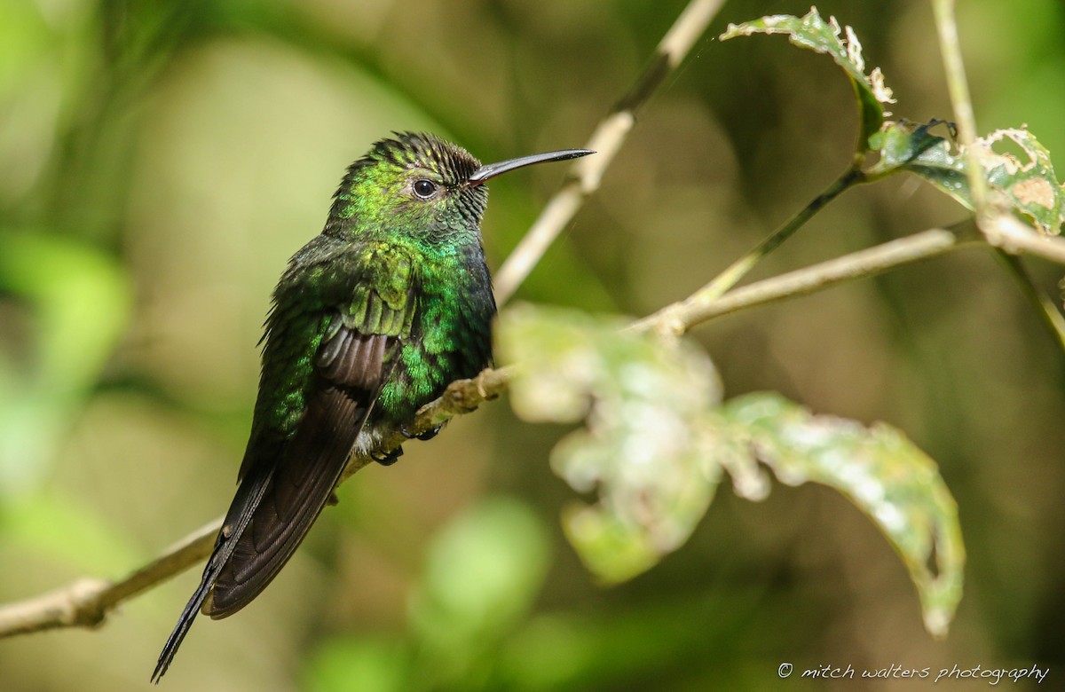Hispaniolan Emerald - Mitch Walters