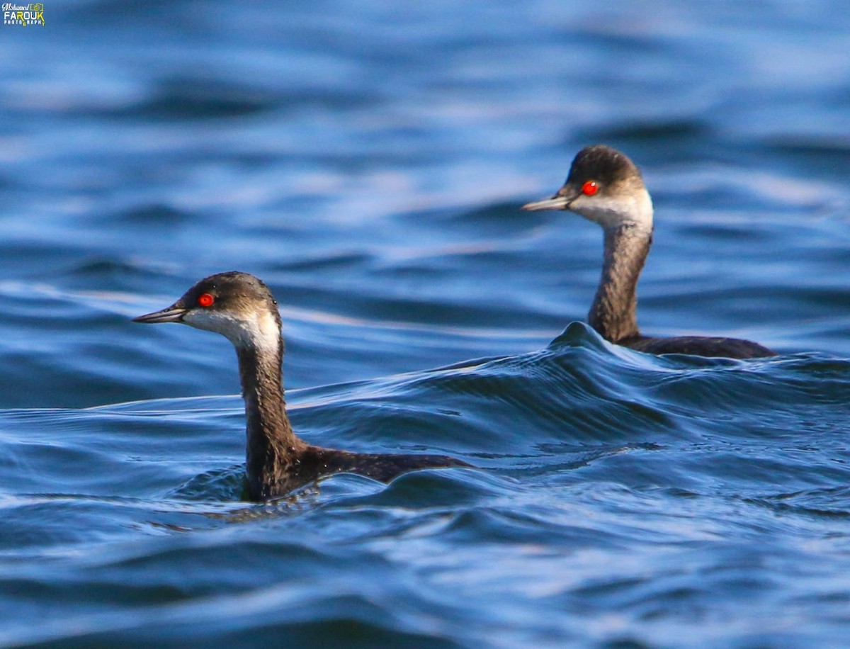 Eared Grebe - ML517704361