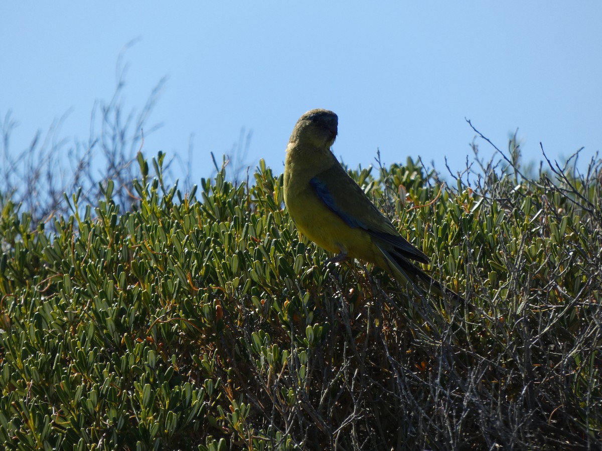 Rock Parrot - ML517704911