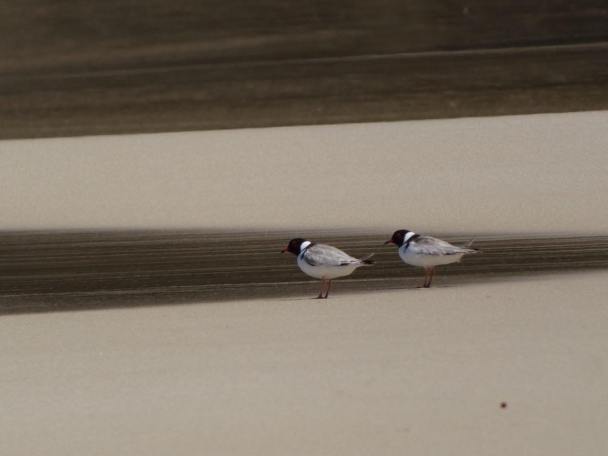 Hooded Plover - ML517705071