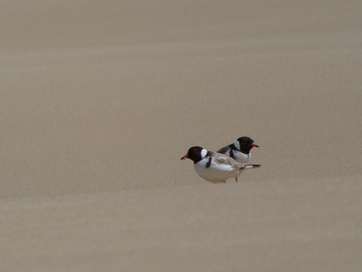 Hooded Plover - ML517705151