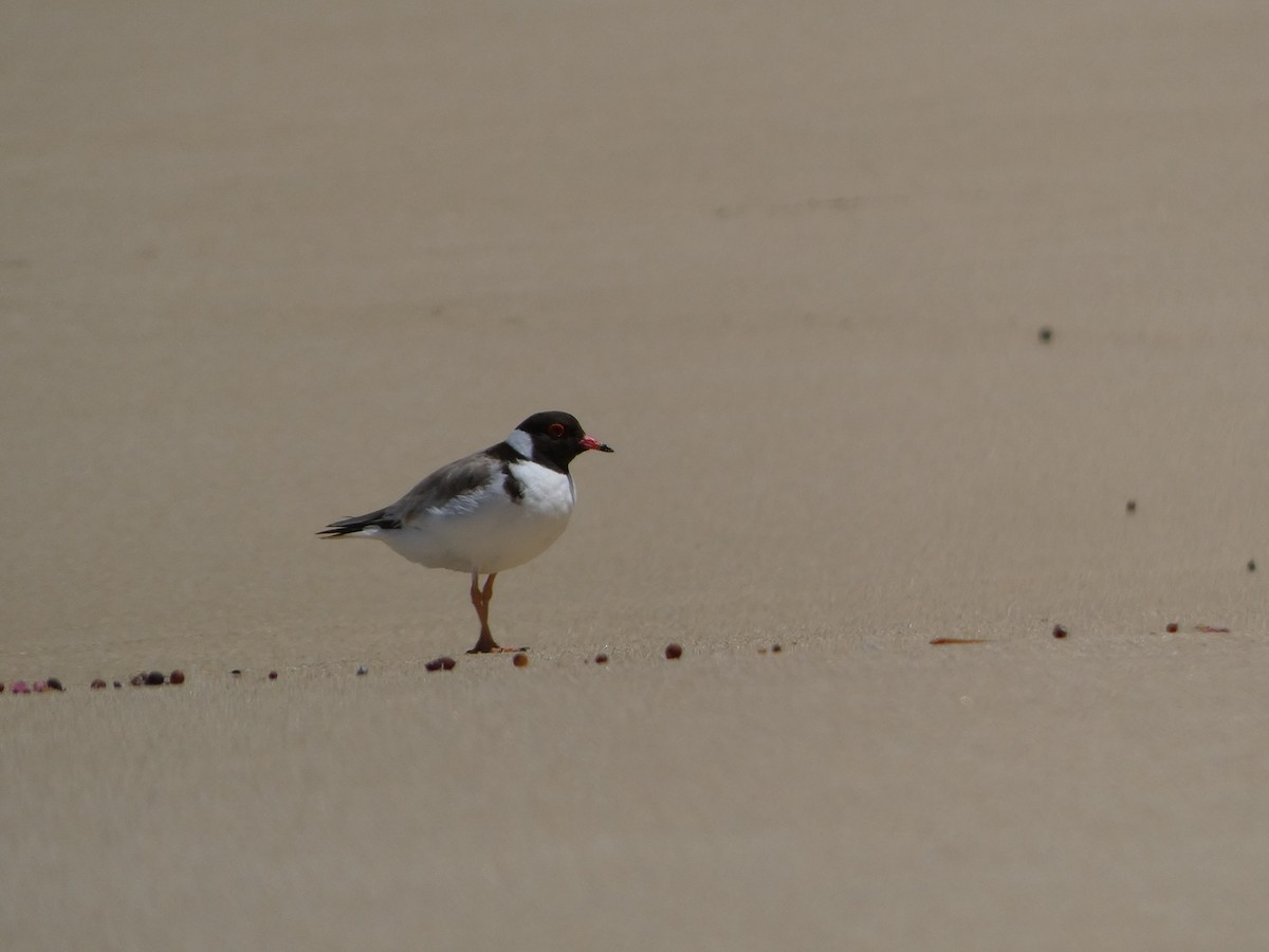 Hooded Plover - ML517705181