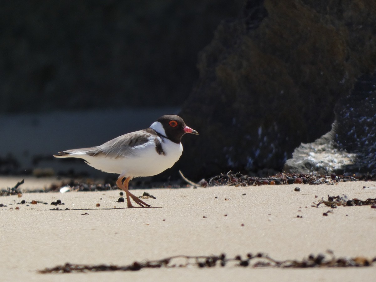 Hooded Plover - ML517705251