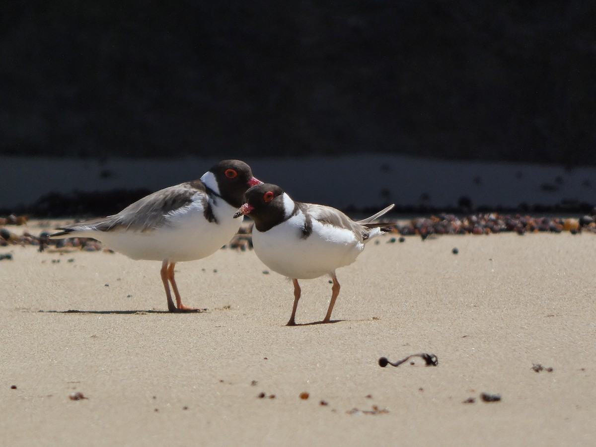 Hooded Plover - ML517705261