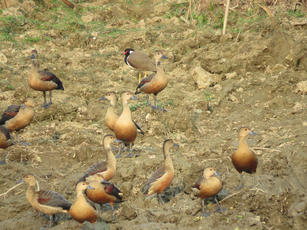 Dendrocygne siffleur - ML517705341