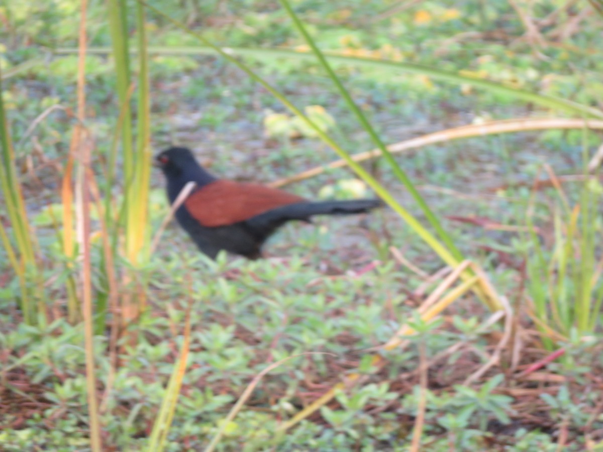 Greater Coucal - ML517705451