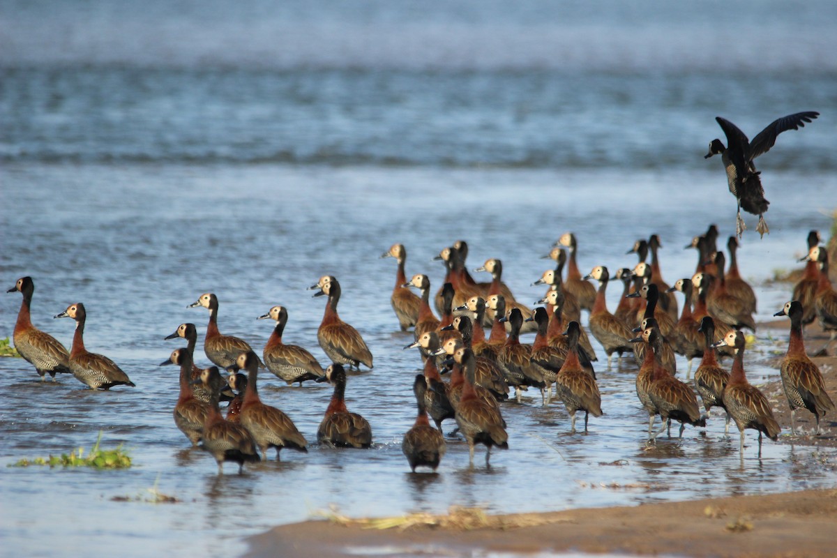 White-faced Whistling-Duck - ML517706411