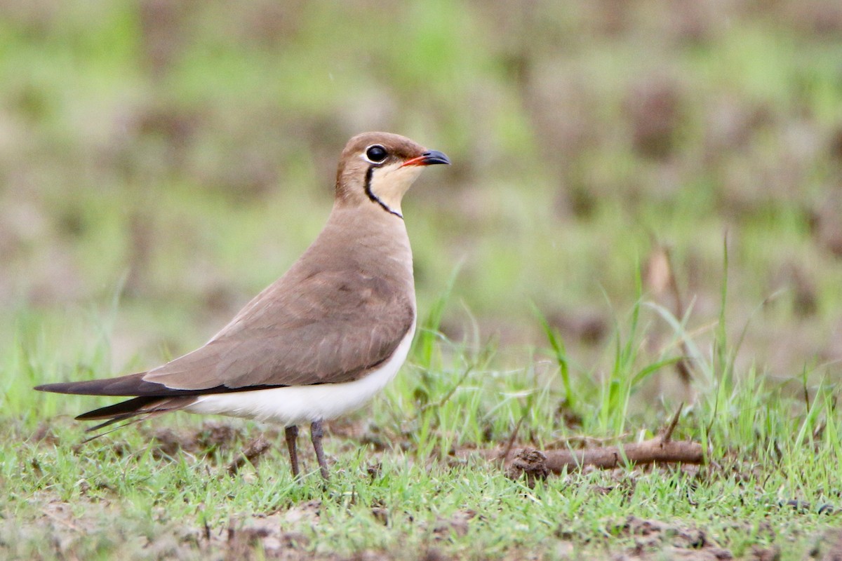 Oriental Pratincole - Krishnamoorthy Muthirulan