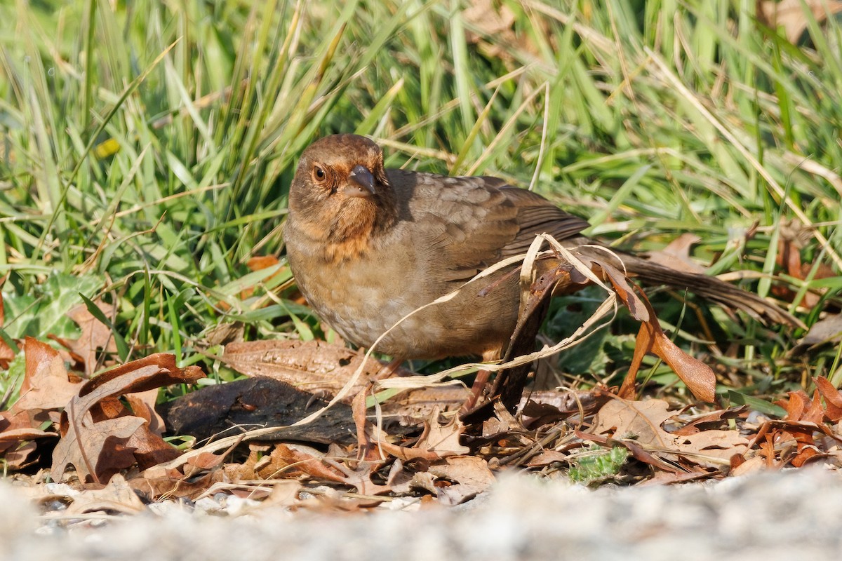 California Towhee - ML517707751