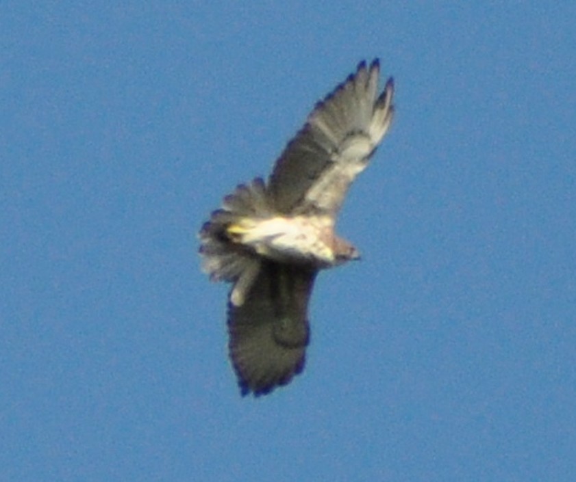 Hawaiian Hawk - ML517708701