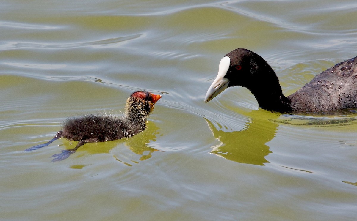 Eurasian Coot - Robert Humphries