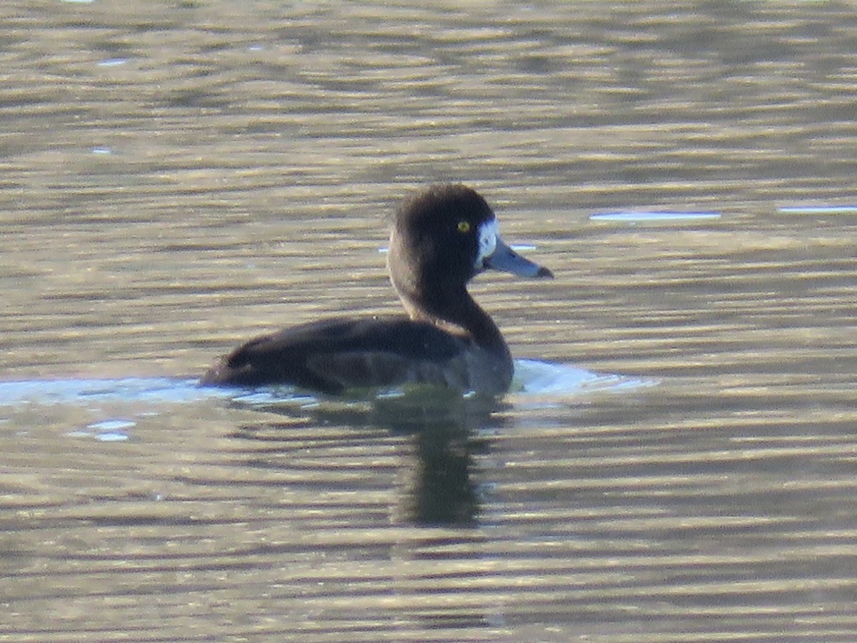 Tufted Duck - ML517711261