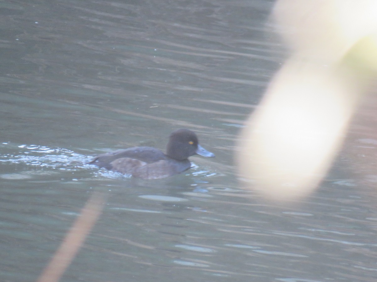 Tufted Duck - ML517711271