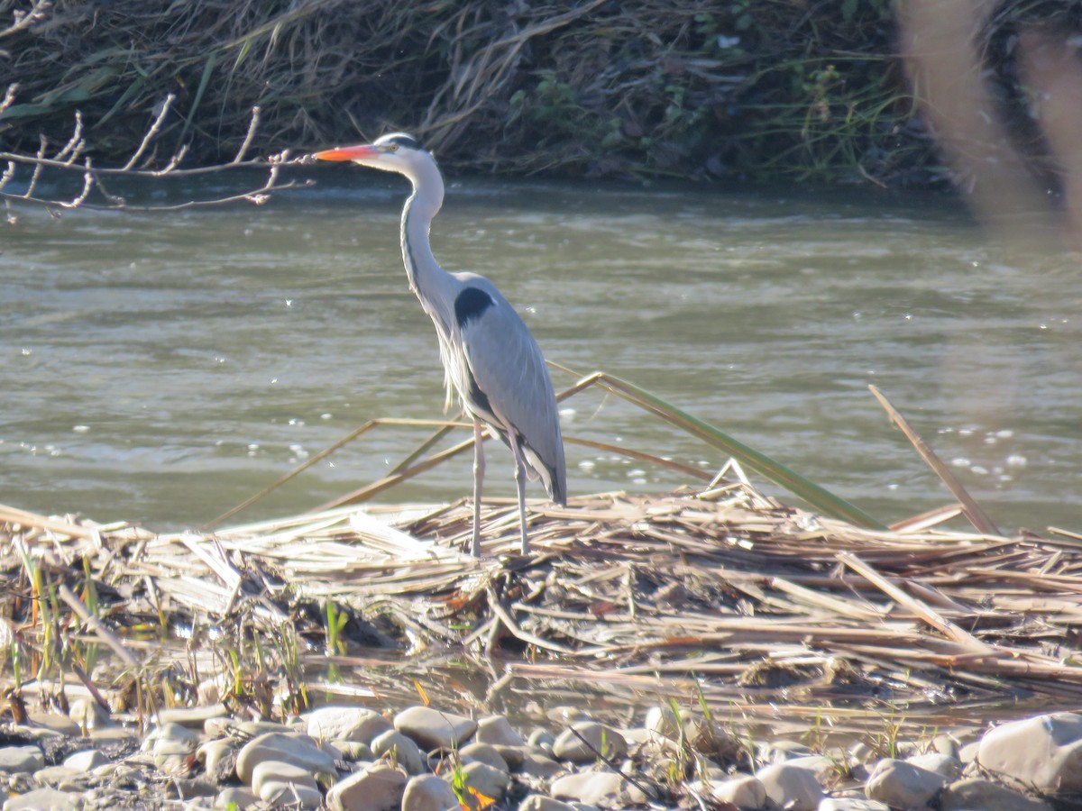 Gray Heron - ML517711461