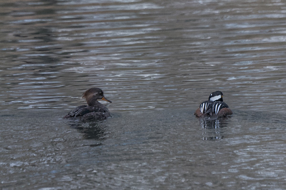 Hooded Merganser - ML51771171