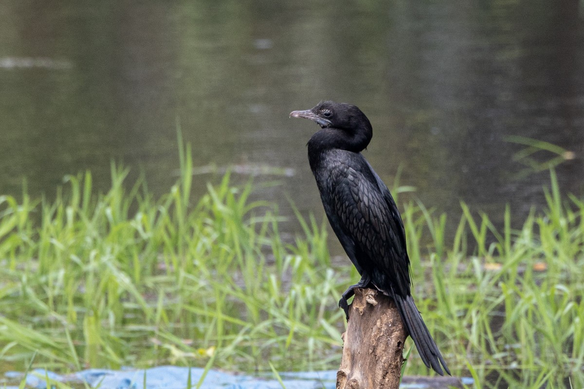 Cormorán de Java - ML517711751