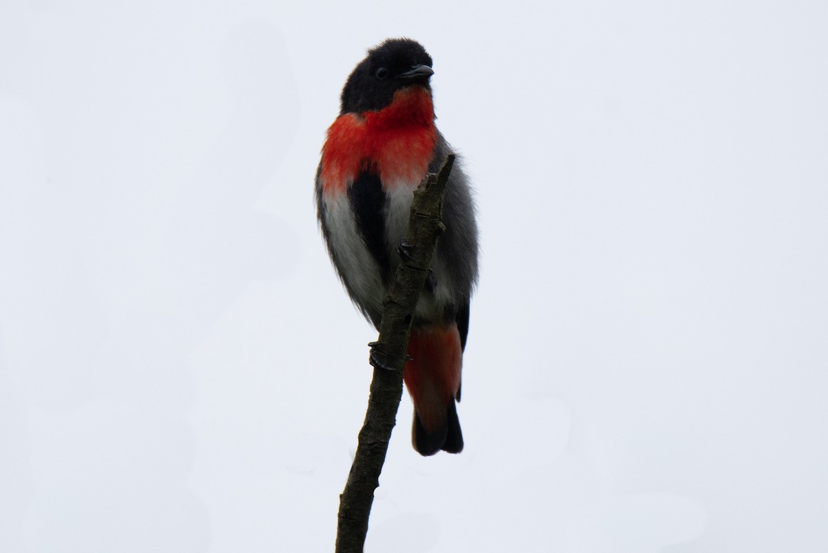 Mistletoebird - ML517712401