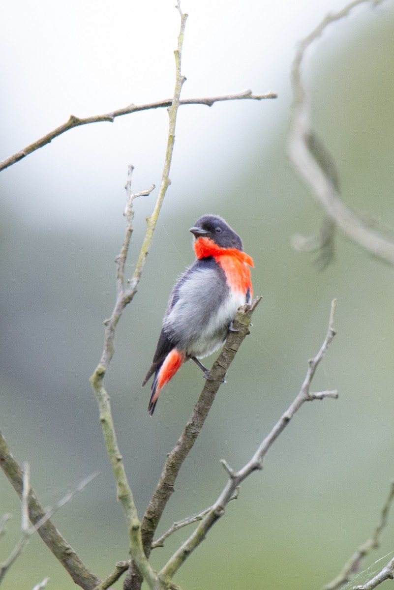 Mistletoebird - ML517712411