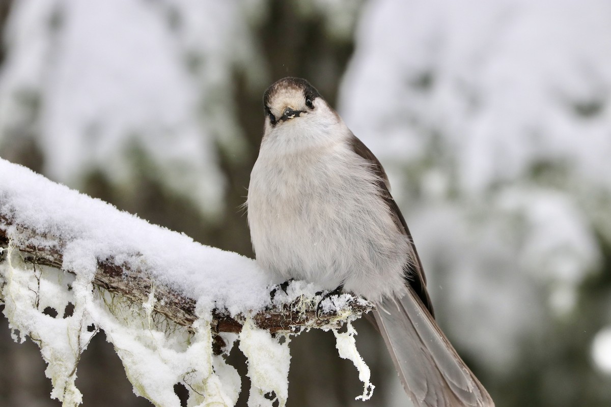 Arrendajo Canadiense (obscurus/griseus) - ML517714391