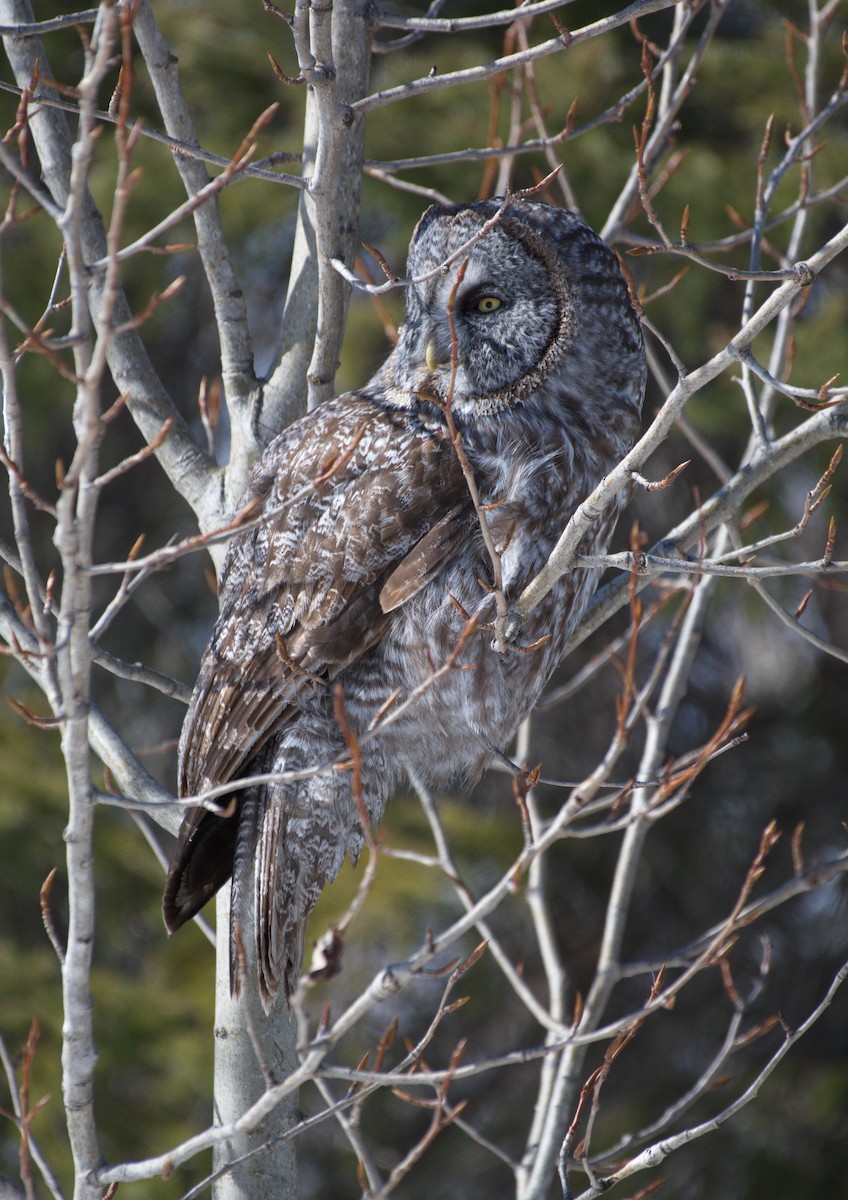 Great Gray Owl - Raymond Gagnon