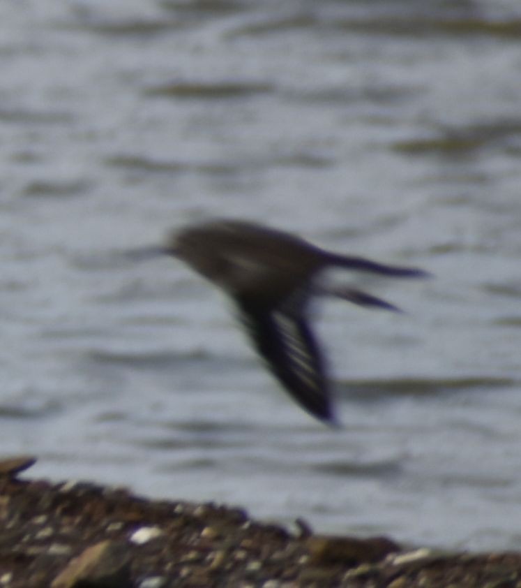 Common Sandpiper - Sally Anderson