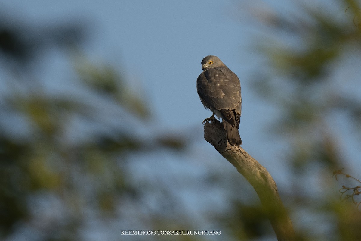 Shikra (Asian) - ML517718621