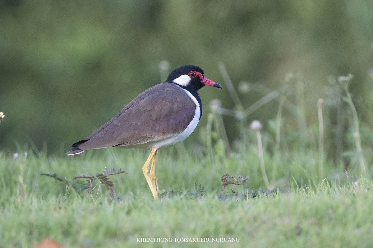 Red-wattled Lapwing - ML517718691