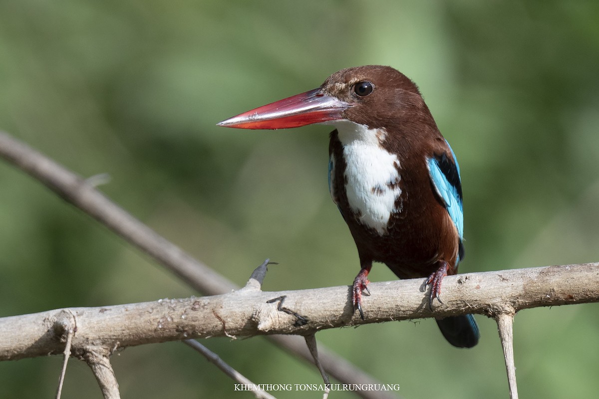 White-throated Kingfisher - ML517718721