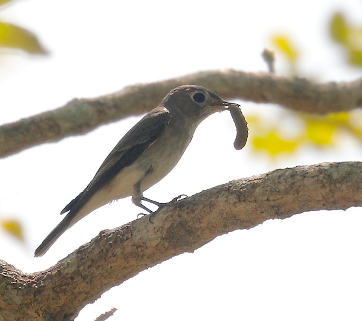 Asian Brown Flycatcher - Mark  Hogarth