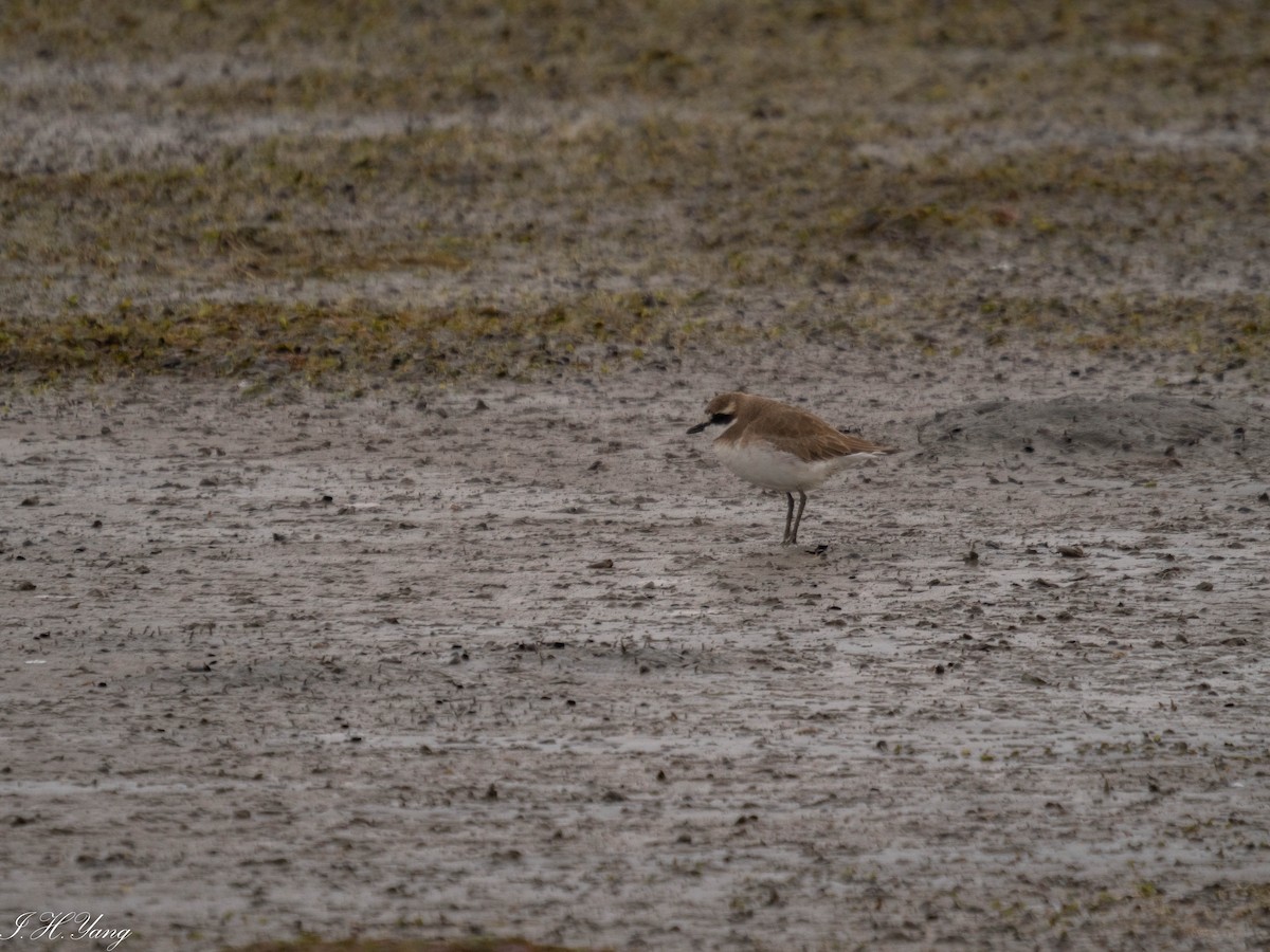 Siberian/Tibetan Sand-Plover - I HSIU YANG