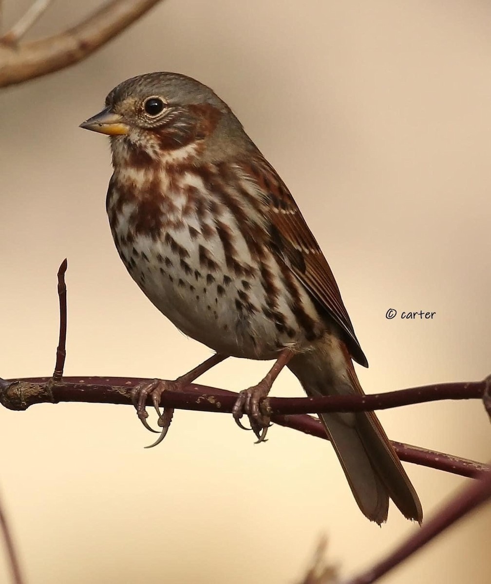 Fox Sparrow - ML517720521