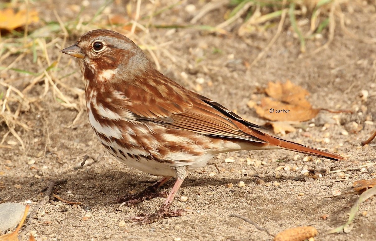 Fox Sparrow - ML517720531