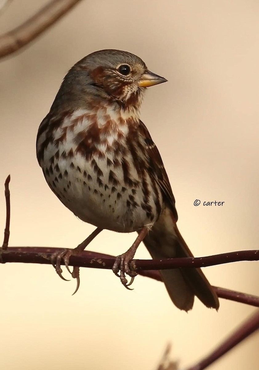 Fox Sparrow - ML517720541