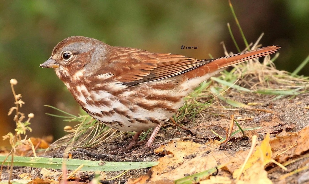 Fox Sparrow - ML517720551