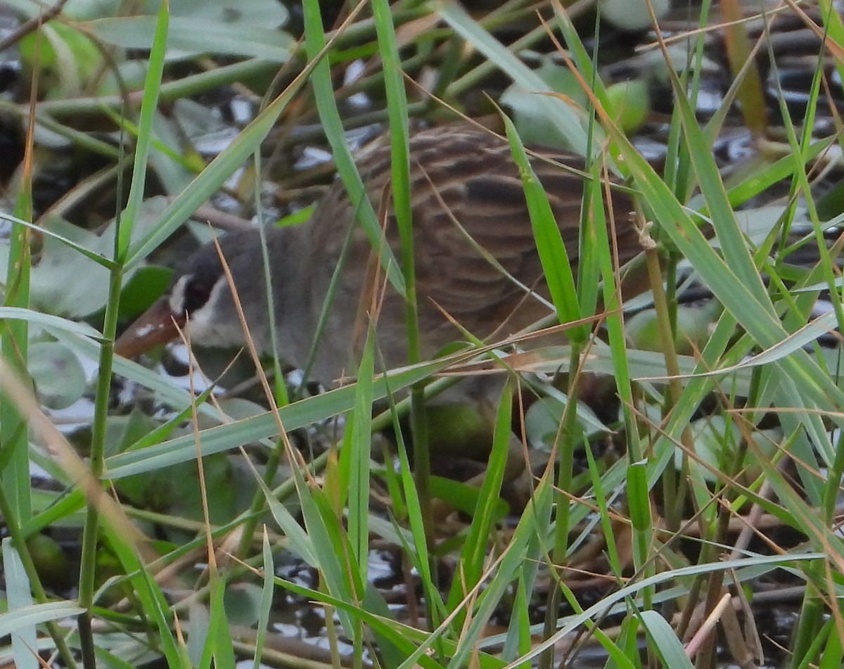 Weißbrauen-Sumpfhuhn - ML517720591