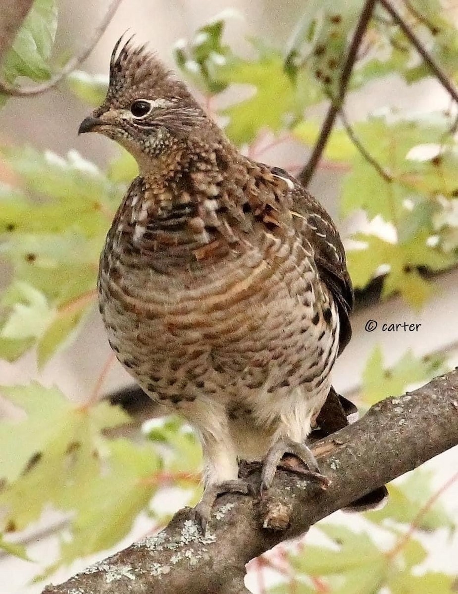 Gélinotte huppée - ML517720711