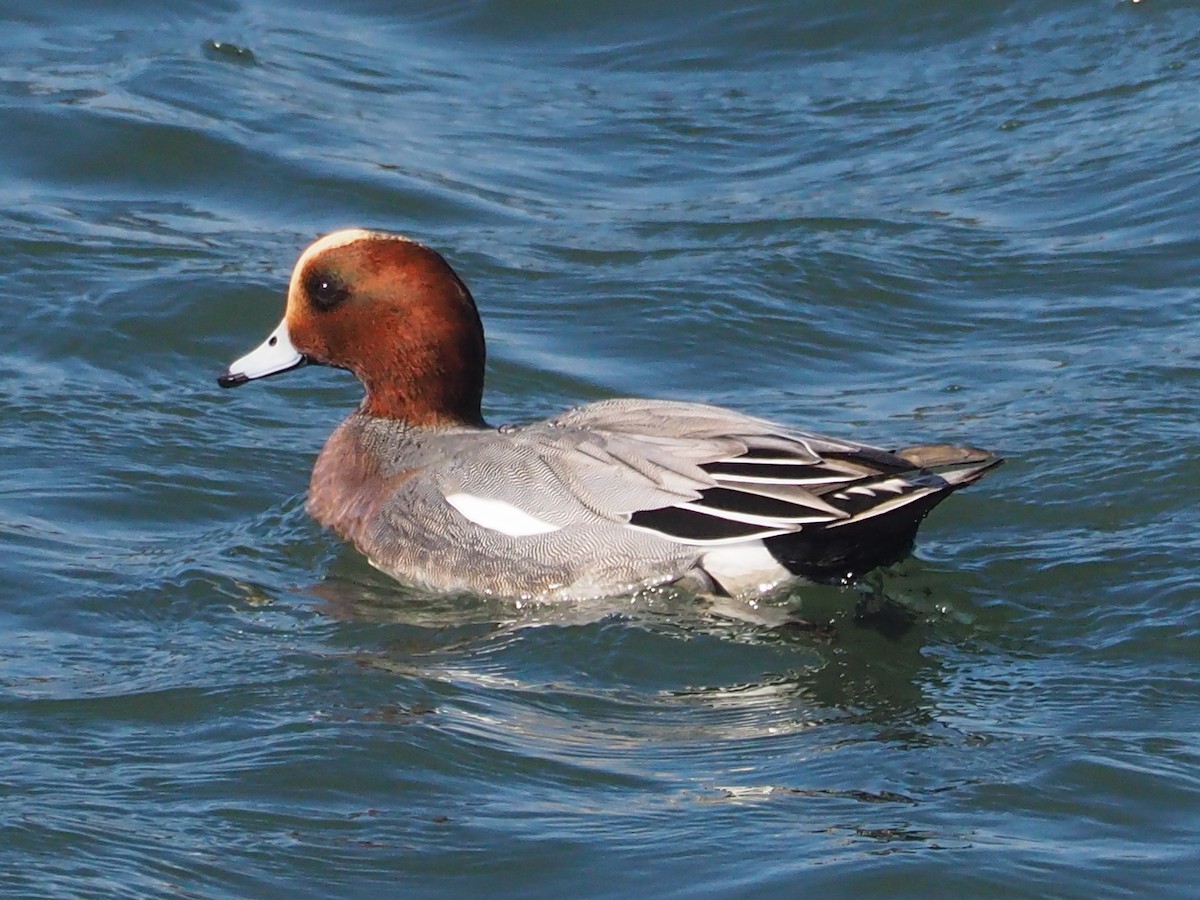 Eurasian Wigeon - ML517722381