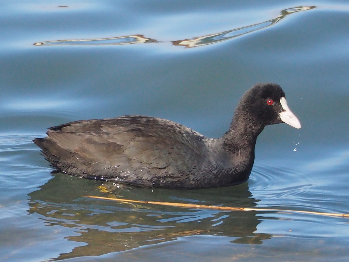 Eurasian Coot - ML517722411