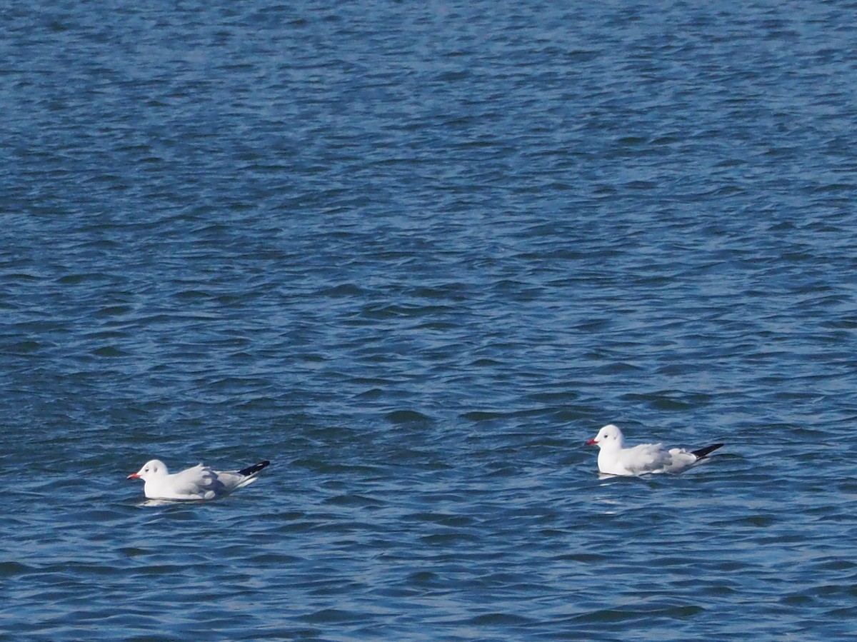 Black-headed Gull - ML517722421