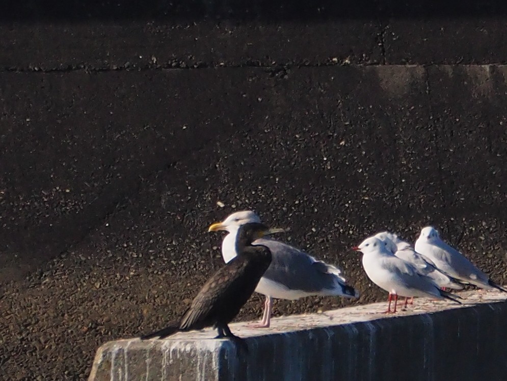 Vega/Mongolian Gull - ML517722461