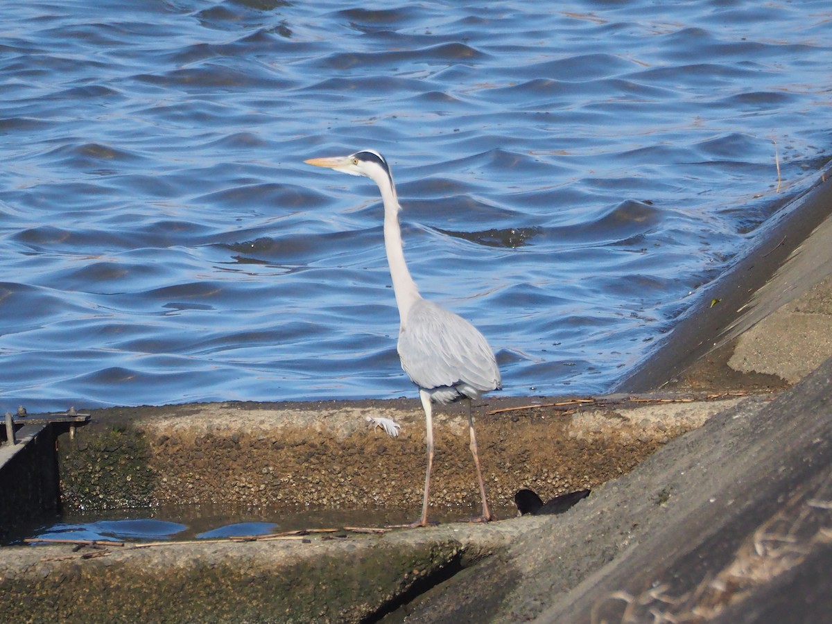 Gray Heron - ML517722631