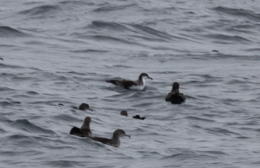 Buller's Shearwater - ML517722981