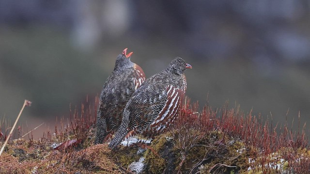 Snow Partridge - ML517723341